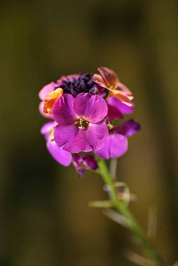 Wallflower Palette  by Joy Watson
